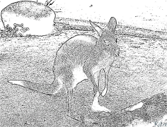 kangaroo Halaman Pewarna Boleh Cetak
